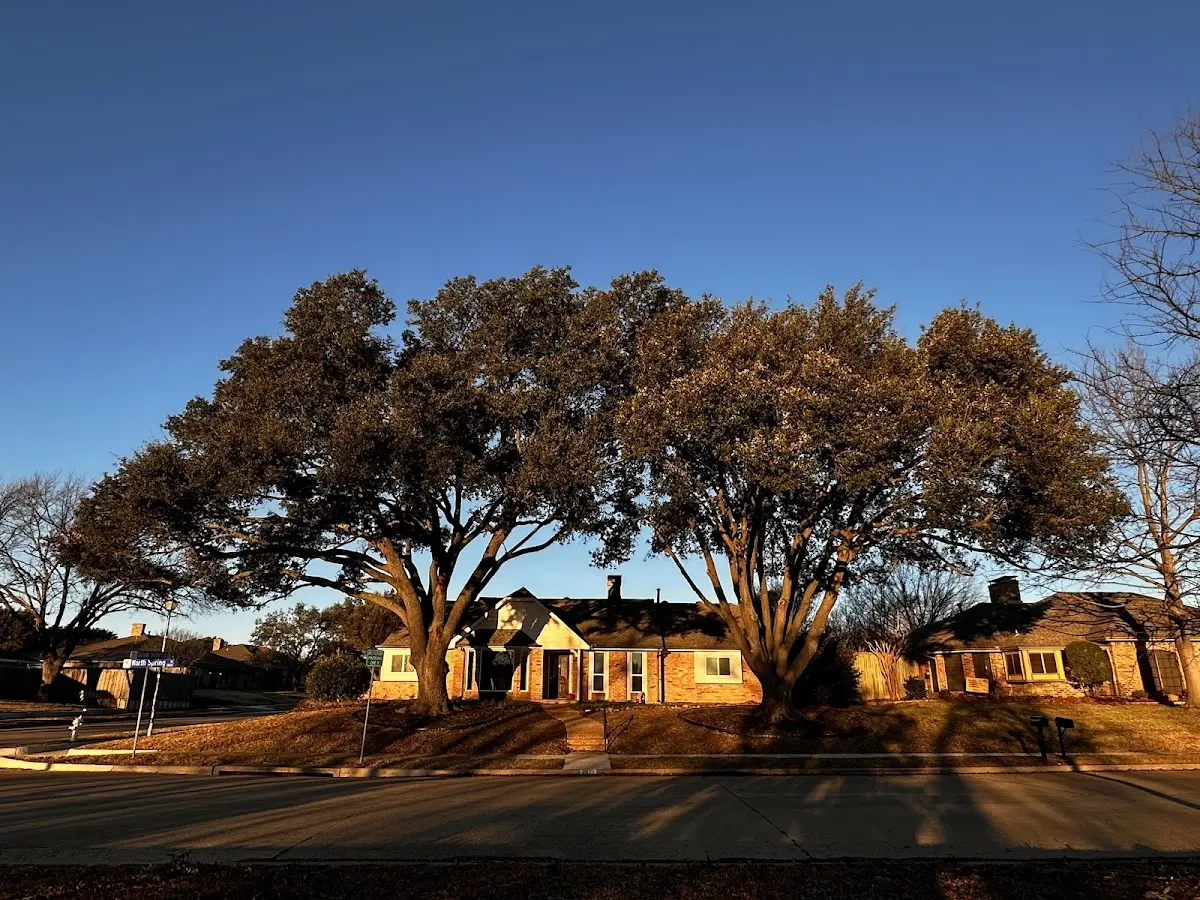 Established residential canopy tree shading a home in Inkom